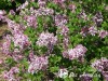 Alyva mejerio ,Palibin' (lot. Syringa meyeri)